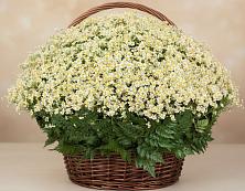 Цветочная композиция из Ромашки в корзине #REPLACE_PRED# Полысаево