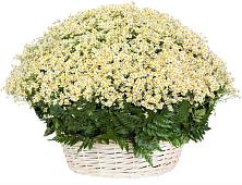 Цветочная композиция из Ромашки в корзине #REPLACE_PRED# Полысаево